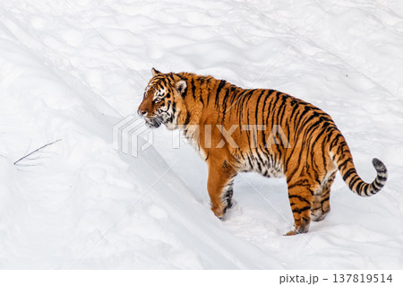 beautiful panthera tigris on a snowy road beautiful panthera tigris on a snowy road 137819514