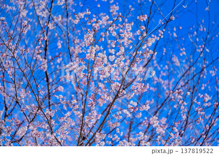 春の訪れを告げる早咲き桜と青空 春の訪れを告げる早咲き桜と青空 137819522