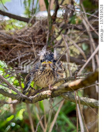 枝に止まるスズメの幼鳥 枝に止まるスズメの幼鳥 137819528