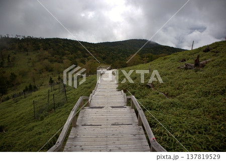 夏の大台ヶ原 正木ヶ原の木道と広大な山景 137819529
