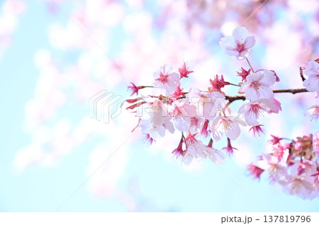 サクラの花と淡い色背景 ハチツカザクラ(カンヒザクラ系) サクラの花と淡い色背景 ハチツカザクラ(カンヒザクラ系) 137819796