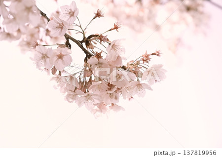 サクラの花と淡い色背景　ハチツカザクラ（カンヒザクラ系） 137819956