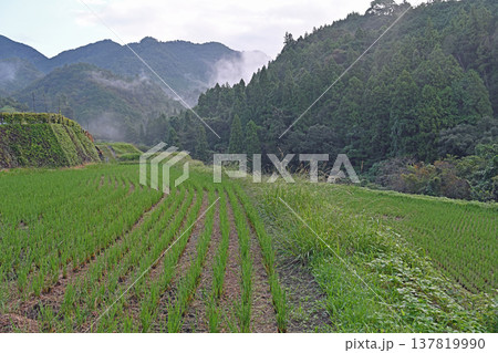 内子の山あいに広がる瑞々しい棚田の緑と幻想的な朝霧が包み込む里山の風景 137819990