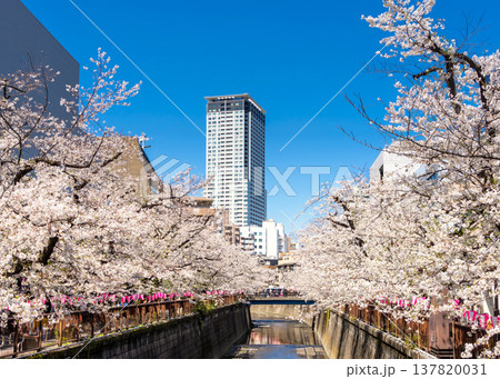 東京 目黒川満開の桜 東京 目黒川満開の桜 137820031