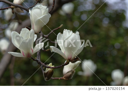 しっとりと美しい花姿 137820154