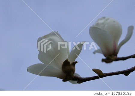 しっとりと美しい花姿 しっとりと美しい花姿 137820155