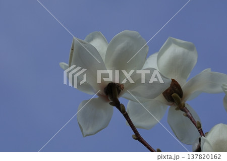 しっとりと美しい花姿 137820162