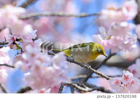 桜とメジロ 137820198
