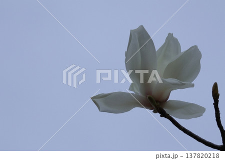 しっとりと美しい花姿 137820218