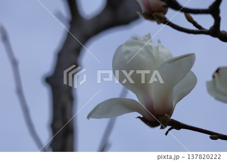 しっとりと美しい花姿 137820222