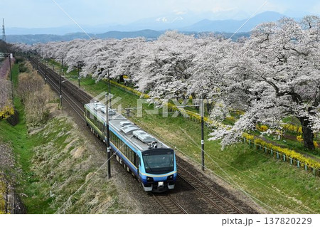 白石川堤に咲き乱れる、ソメイヨシノ桜並木、一目千本桜を通過する気動車 白石川堤に咲き乱れる、ソメイヨシノ桜並木、一目千本桜を通過する気動車 137820229