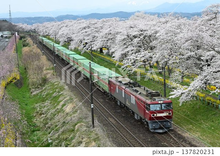 白石川堤に咲き乱れる、ソメイヨシノ桜並木、一目千本桜を通過する貨物列車 137820231