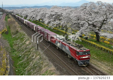 白石川堤に咲き乱れる、ソメイヨシノ桜並木、一目千本桜を通過する貨物列車 白石川堤に咲き乱れる、ソメイヨシノ桜並木、一目千本桜を通過する貨物列車 137820233