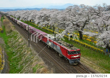 白石川堤に咲き乱れる、ソメイヨシノ桜並木、一目千本桜を通過する貨物列車 137820234