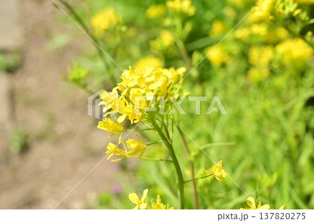 ミズナ(アブラナ科)の黄色い花 ミズナ(アブラナ科)の黄色い花 137820275