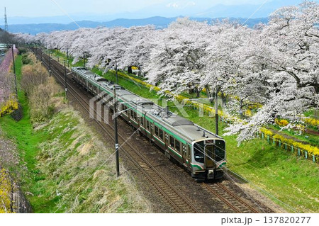 白石川堤に咲き乱れる、ソメイヨシノ桜並木、一目千本桜を通過する電車 137820277