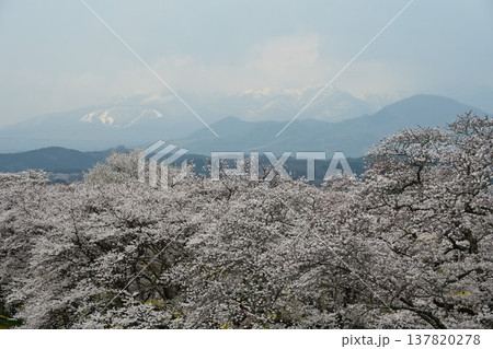 白石川堤に咲き乱れる、ソメイヨシノ桜並木、一目千本桜 白石川堤に咲き乱れる、ソメイヨシノ桜並木、一目千本桜 137820278