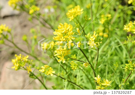 ミズナ(アブラナ科)の黄色い花 ミズナ(アブラナ科)の黄色い花 137820287