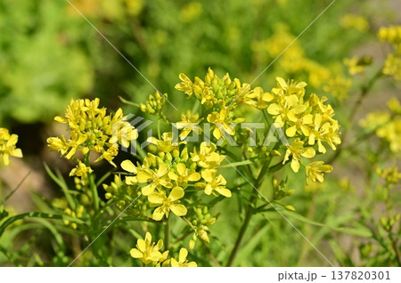 ミズナ(アブラナ科)の黄色い花 ミズナ(アブラナ科)の黄色い花 137820301