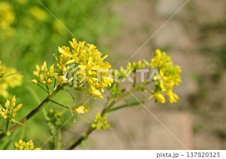 ミズナ（アブラナ科）の黄色い花 137820325