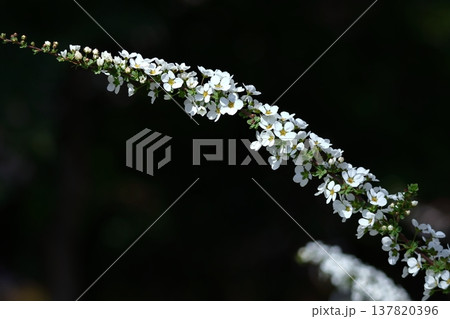 枝が曲線を描く 137820396