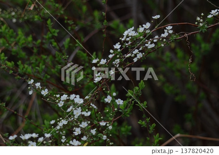 枝が曲線を描く 137820420