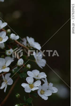 枝が曲線を描く 137820421