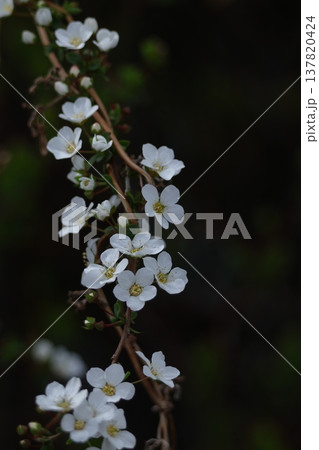 枝が曲線を描く 137820424