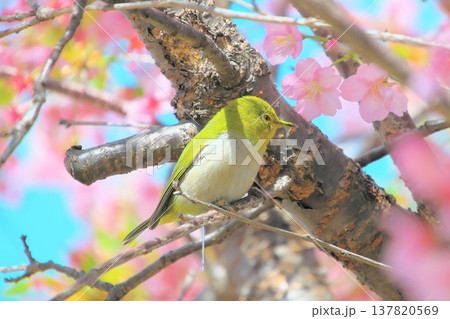 桜の枝にとまってオシッコをするメジロ 桜の枝にとまってオシッコをするメジロ 137820569