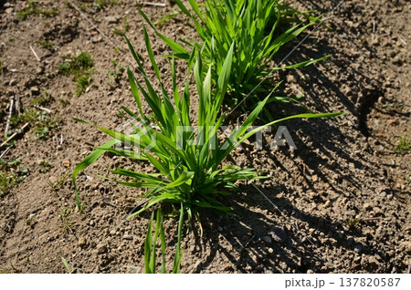 コムギ（イネ科）の栽培中 137820587