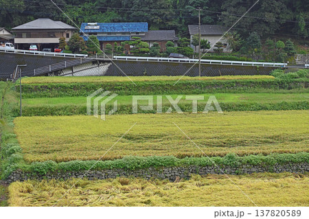 内子町の斜面に広がる棚田と伝統的な石垣が織りなす美しい里山の風景 137820589