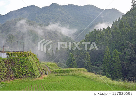 幻想的な朝霧が山あいを包み込む瑞々しい棚田と深い緑の里山風景 137820595