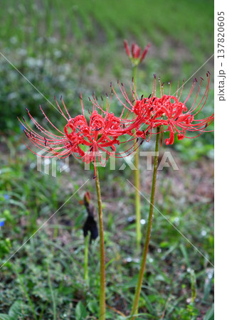 雨上がりの朝露に濡れて凛と咲く真っ赤な彼岸花が彩る里山の静かな秋の風景 137820605