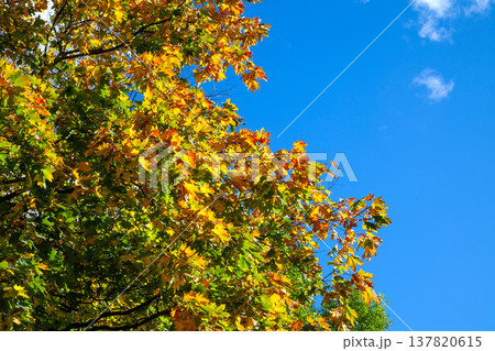 Autumn maple leaves against bright blue sky Autumn maple leaves against bright blue sky 137820615