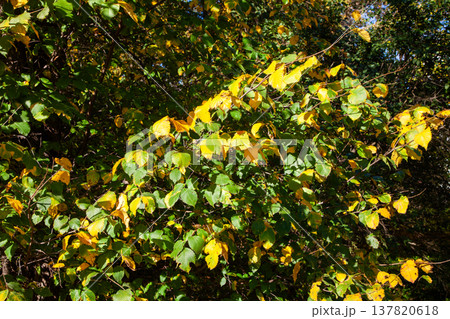 Autumn elm tree leaves texture close up Autumn elm tree leaves texture close up 137820618