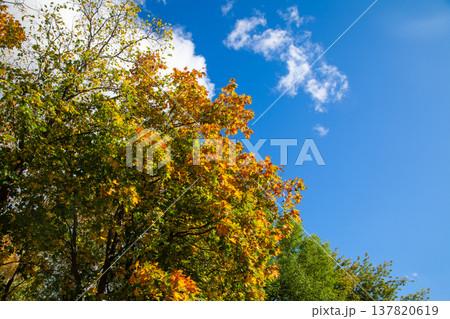 Autumn maple leaves against bright blue sky Autumn maple leaves against bright blue sky 137820619