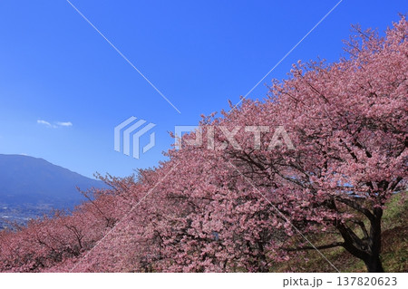 鮮やかなピンク色に咲く 鮮やかなピンク色に咲く 137820623