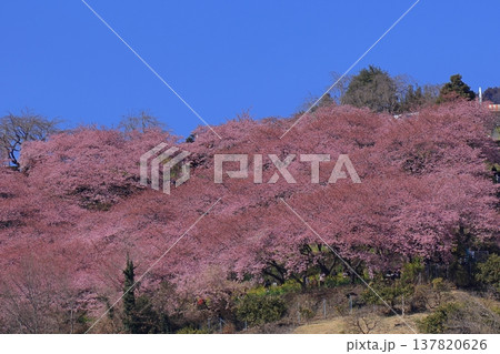 鮮やかなピンク色に咲く 137820626