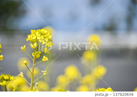 菜の花畑 137820656