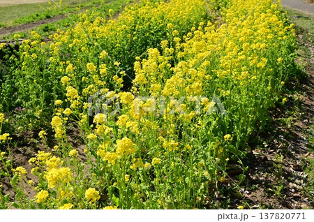 アブラナ(アブラナ科)の花畑 アブラナ(アブラナ科)の花畑 137820771