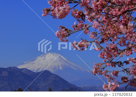 鮮やかなピンク色に咲く 137820832