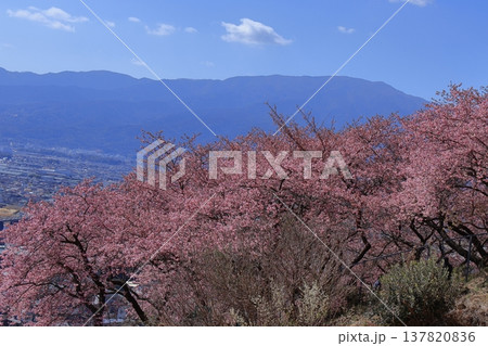 鮮やかなピンク色に咲く 鮮やかなピンク色に咲く 137820836