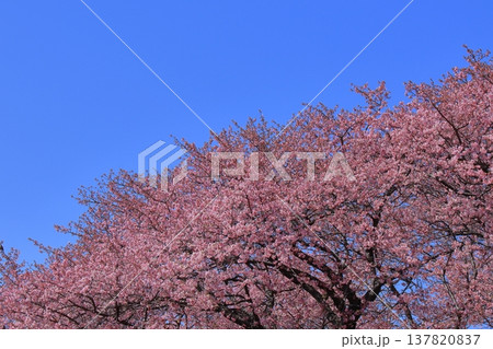 鮮やかなピンク色に咲く 鮮やかなピンク色に咲く 137820837