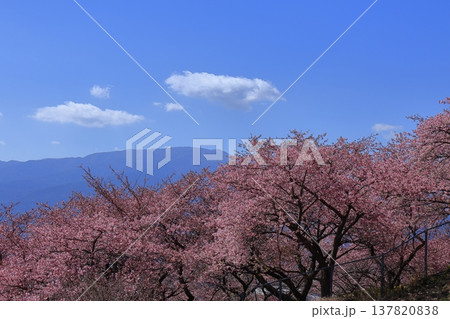 鮮やかなピンク色に咲く 137820838