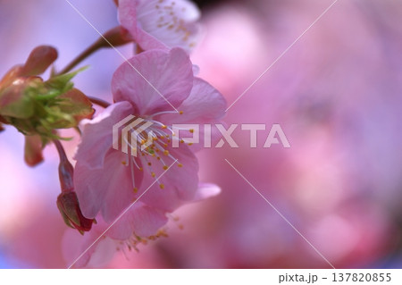 鮮やかなピンク色に咲く 137820855