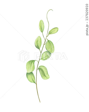 Vine shoots sprout watercolor illustration on isolated background. Hand drawn climbing plant or bindweed floral element for botanical themes, wedding invitations, poster, label Vine shoots sprout watercolor illustration on isolated background. Hand drawn climbing plant or bindweed floral element for botanical themes, wedding invitations, poster, label 137820910
