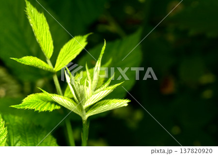 Young branches of common raspberry. Young branches of common raspberry. 137820920