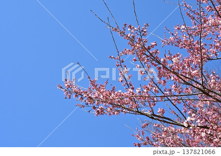青空を背景に咲き始めたサクラ 青空を背景に咲き始めたサクラ 137821066