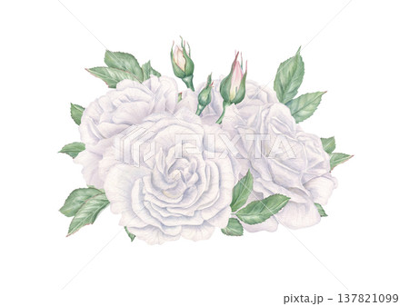 White roses with green leaves, buds watercolor illustration on isolated background. Three blooming flowers with foliage in vintage style. Bouquet for Mother day greeting card, memorial event 137821099
