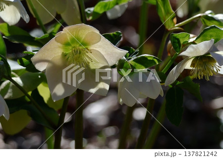 冬の貴婦人 137821242